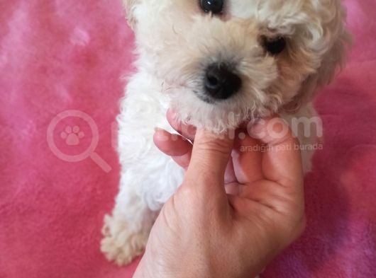 Beyaz Erkek Toy Poodle Bebeğim
