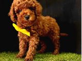 Safkan Kore Kani Toy Poodle Bebekler