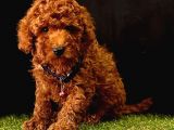 Safkan Kore Kani Toy Poodle Bebekler