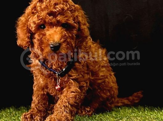 Safkan Kore Kani Toy Poodle Bebekler görsel