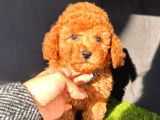 Safkan Kore Kani Toy Poodle Bebekler