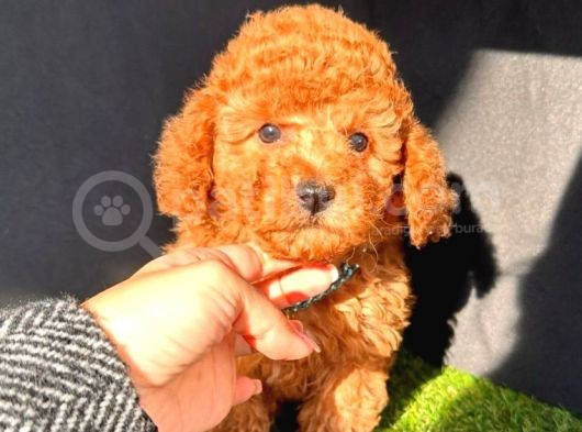 Safkan Kore Kani Toy Poodle Bebekler görsel