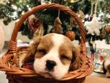 Orjinal Asil Cavalier King Charles Yavrularım