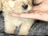 Orjinal Maltipoo Yavrularımız