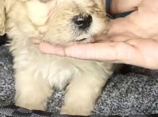 Orjinal Maltipoo Yavrularımız görsel