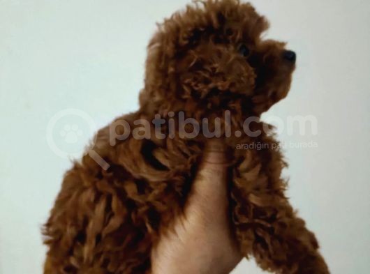 Toy Poodle Ve Poodle Ayarında Maltipoo Yavrular görsel
