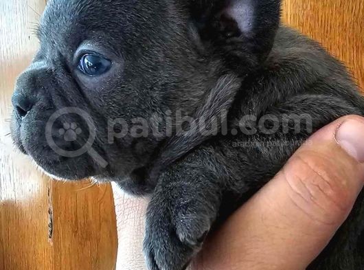 Irk Ve Sağlık Garantili French Bulldog Yavrular görsel