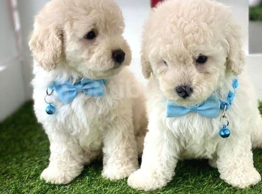 Pamuk Gi̇bi̇ Malti̇poo Yavrulari görsel