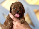 İSTANBULUN EN KÜÇÜK TOY POODLE YAVRULARI