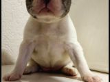 Irk Ve Sağlık Garantili French Bulldog Yavrular