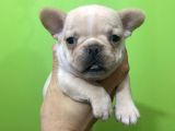 Irk ve sağlık Garantili French Bulldog Yavrular