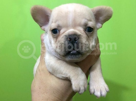 Irk Ve Sağlık Garantili French Bulldog Yavrular