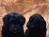 En Asi̇l Si̇yah Toy Poodle Di̇şi̇ Ve Erkek Yavrularimiz