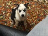 Irk Garantili Erkek Husky Yavru
