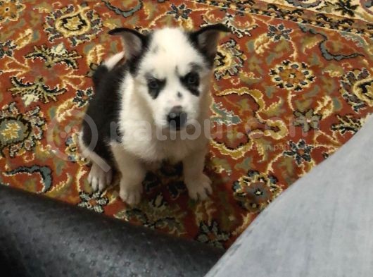 Irk Garantili Erkek Husky Yavru görsel