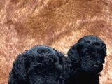 En Asi̇l Si̇yah Toy Poodle Di̇şi̇ Ve Erkek Yavrularimiz