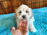MALTİPOO GÜZELİ DİŞİ BEBEK