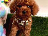 Safkan Çi̇ş Eği̇ti̇mli̇ Toy Poodle Bebekler