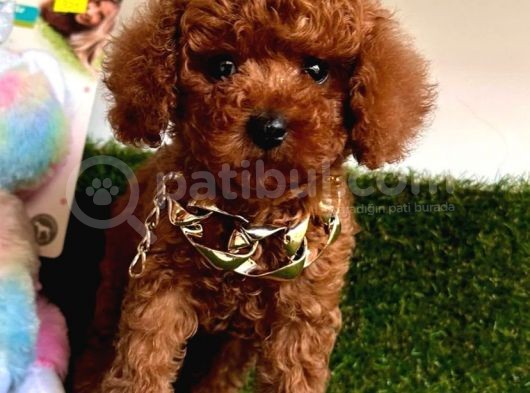 Safkan Çi̇ş Eği̇ti̇mli̇ Toy Poodle Bebekler görsel