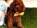 Safkan Çi̇ş Eği̇ti̇mli̇ Toy Poodle Bebekler