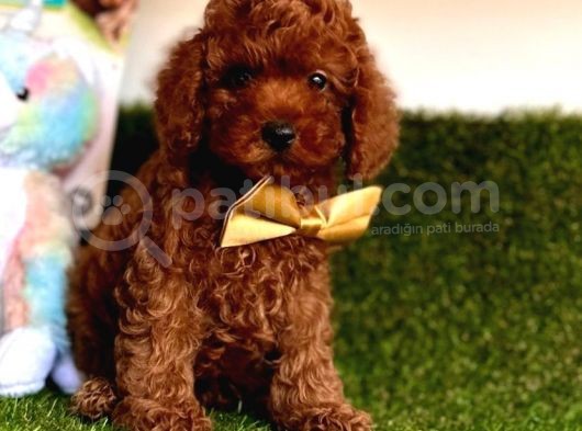 Safkan Çi̇ş Eği̇ti̇mli̇ Toy Poodle Bebekler görsel