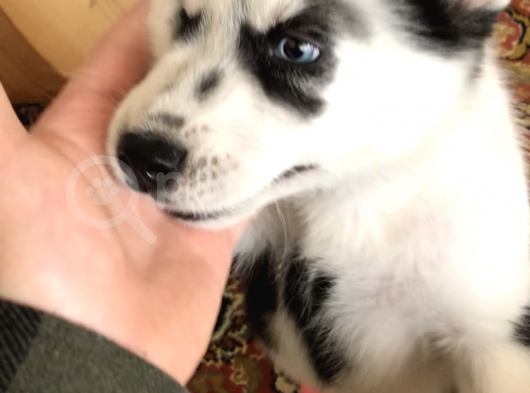 Irk Garantili Erkek Husky Yavru görsel