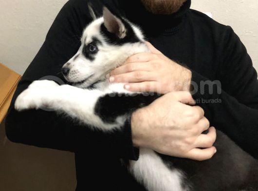 Irk Garantili Erkek Husky Yavru