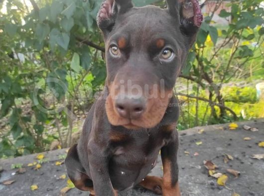 Acil Estetikli Blue Kızıl Siyah King Dobermanlar 2 Aylık