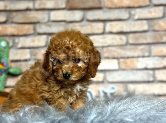 En Sevi̇mli̇ Di̇şi̇ Toy Poodle Yavrusu