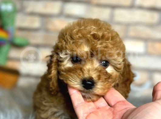 En Sevi̇mli̇ Di̇şi̇ Toy Poodle Yavrusu görsel