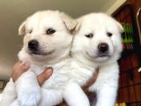 Beyaz Husky Yavrularimiz