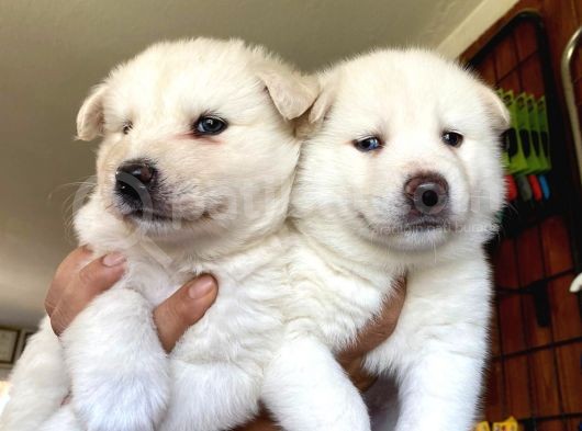 Beyaz Husky Yavrularimiz görsel