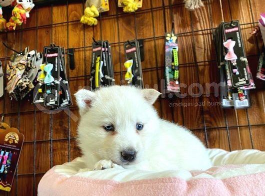 Beyaz Husky Yavrularimiz görsel