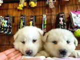 Beyaz Husky Yavrularimiz