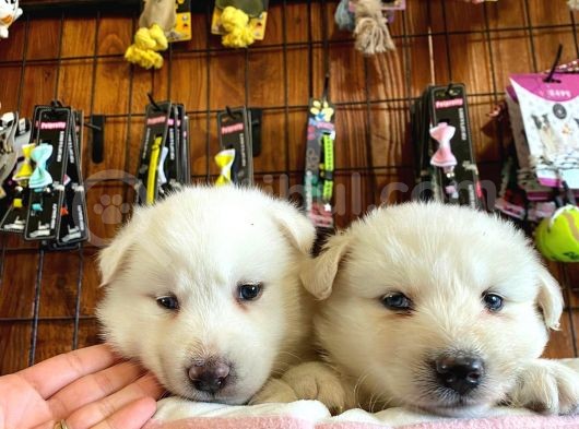 Beyaz Husky Yavrularimiz görsel
