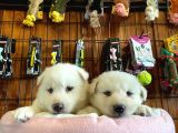 Beyaz Husky Yavrularimiz