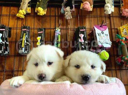 Beyaz Husky Yavrularimiz görsel