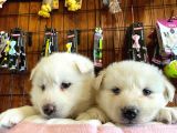 Beyaz Husky Yavrularimiz