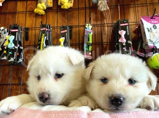 Beyaz Husky Yavrularimiz görsel
