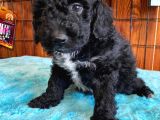Özel Siyah Poodle Yavrularımız
