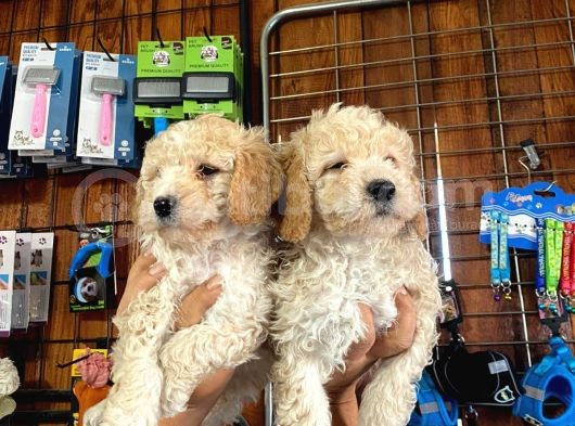 Mükemmel Malti̇poo Yavrularimiz görsel