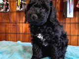 Özel siyah poodle yavrularımız