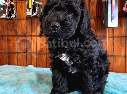 Özel Siyah Poodle Yavrularımız
