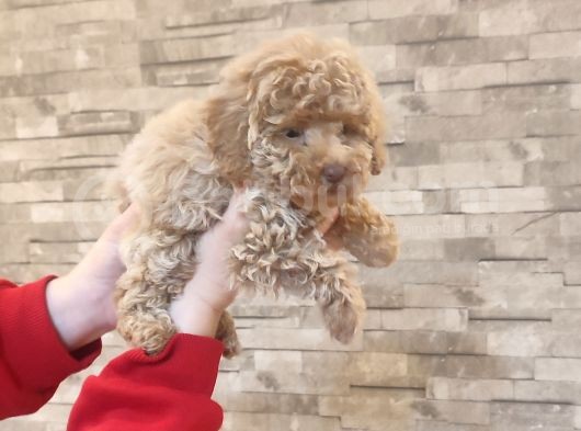 Mi̇nyatür Toy Poodle Yavrulari̇m görsel