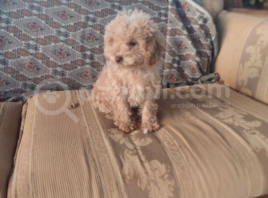Mi̇nyatür Toy Poodle Yavrulari̇m görsel