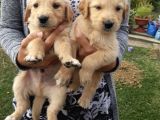 YENİ EVİNİZİN NEŞESİ GOLDEN YAVRULARI