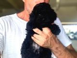 BLACK TOYPOODLE uygun