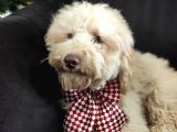 A Scr 6 Aylik Toy Poodle Yavrularimiz