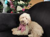 A Scr 6 Aylik Toy Poodle Yavrularimiz