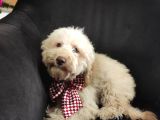A Scr 6 Aylik Toy Poodle Yavrularimiz